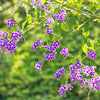 10 GOLDEN DEWDROP Duranta Erecta Repens Golden Foliage Blue Violet Purple White Flower Orange Ornamental Berry Shrub Seeds