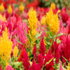 150 Mixed PAMPAS PLUMES COCKSCOMB Celosia Plumosa Flower Seeds