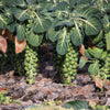 1000 Long Island IMPROVED BRUSSEL SPROUTS Brassica Oleracea Gemmifera Vegetable Seeds
