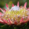 5 Giant KING PROTEA Cynaroides Sugarbush Rare 12" Flower Seeds