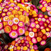 Tall Double Mixed Colors Strawflower Helichrysum Monstrosum Flower Seeds – photo 7