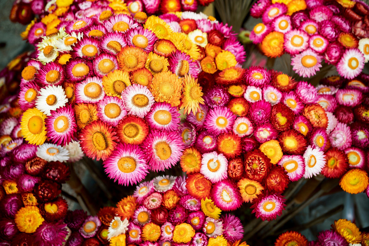 Tall Double Mixed Colors Strawflower Helichrysum Monstrosum Flower Seeds – photo 7