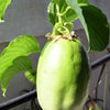 5 GIANT GRANADILLA Red Passion Flower Passiflora Quadrangularis Yellow Fruit Vine Seeds