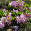50 PINK ROYAL AZALEA Rhododendron Schlippenbachii Bush Shrub Flower Seeds