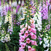 Seeds Mixed Foxglove Seeds – Digitalis Purpurea Flower – photo 3