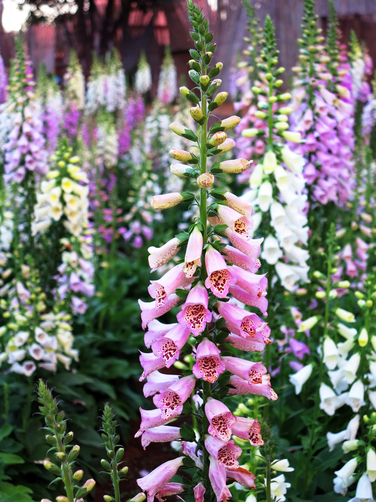 Seeds Mixed Foxglove Seeds – Digitalis Purpurea Flower – photo 3