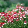 50 RED & WHITE NEMESIA Strumosa Danish Flag Fragrant Bicolor Flower Seeds