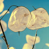 Lunaria Biennis ( Money Plant / Silver Dollar / Honesty / Moonwort ) Flower Seeds – photo 15
