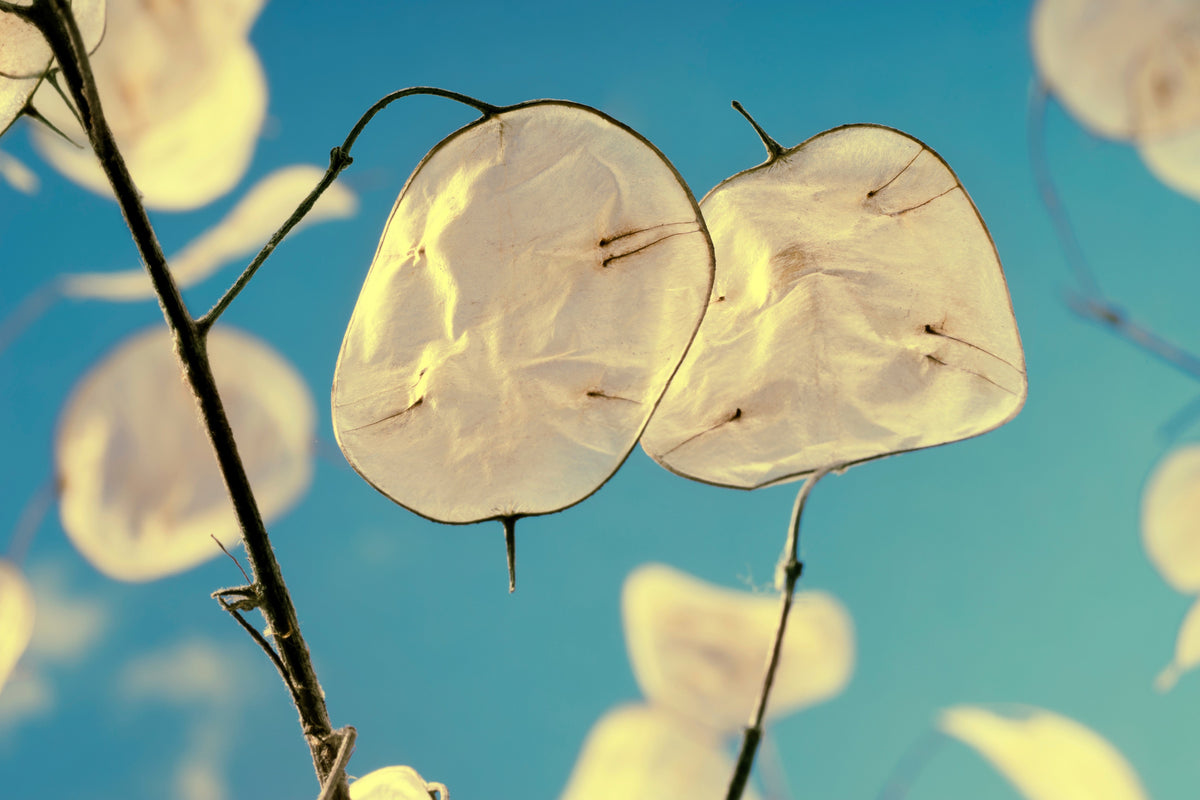 Lunaria Biennis ( Money Plant / Silver Dollar / Honesty / Moonwort ) Flower Seeds – photo 15