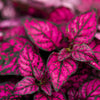 10 Dwarf ROSE Pink POLKA DOT PLANT Splash Select Hypoestes Phyllostachya Flower Houseplant Seeds