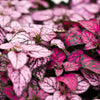 10 Dwarf Mixed Colors POLKA DOT PLANT Red Pink White Rose Splash Select Hypoestes Phyllostachya Flower Houseplant Seeds