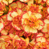 50 PICOTEE MIX CARNATION Dianthus Caryophyllus Double Bicolor Striped Flower Seeds
