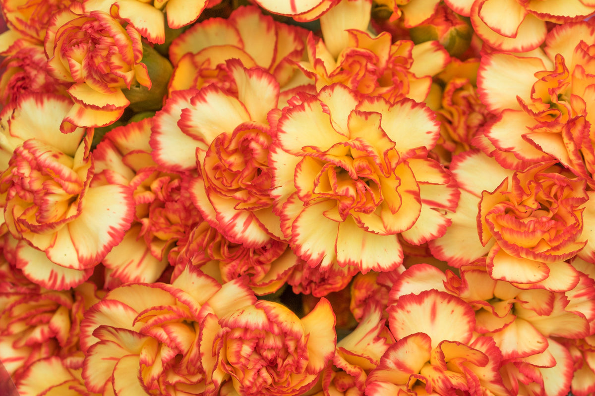 Mixed Carnation / Double Dianthus Chinensis Flower Seeds – photo 3