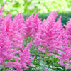100 PINK MIX ASTILBE (False Spirea / False Goats Beard) Astilbe Chinensis Flower Seeds