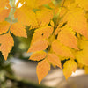 10 DWARF GOLDEN RAIN TREE Koelreuteria Paniculata Nana Yellow Flower Seeds