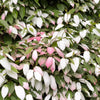 Variegated Arctic Beauty Kiwi Seeds – Fruit Edible Actinidia Kolomikta Vine – photo 7