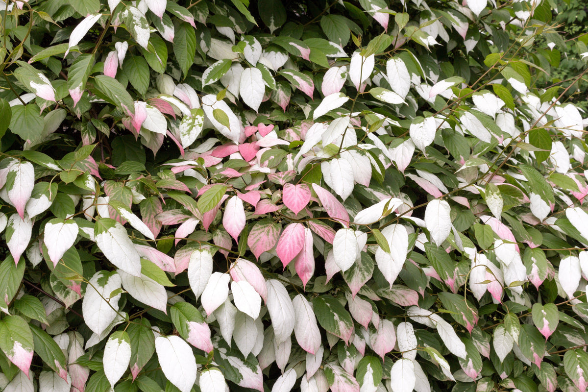 Variegated Arctic Beauty Kiwi Seeds – Fruit Edible Actinidia Kolomikta Vine – photo 7