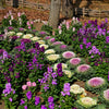 50 MIXED ORNAMENTAL CABBAGE Flowering Cabbage Brassica Oleracea Seeds