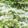 20 HIMALAYAN DOGWOOD / STRAWBERRY Tree Cornus Capitata White & Pink Flower Red Fruit Seeds