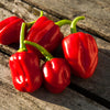50 Hot RED HABANERO PEPPER Capsicum Chinense Vegetable Seeds