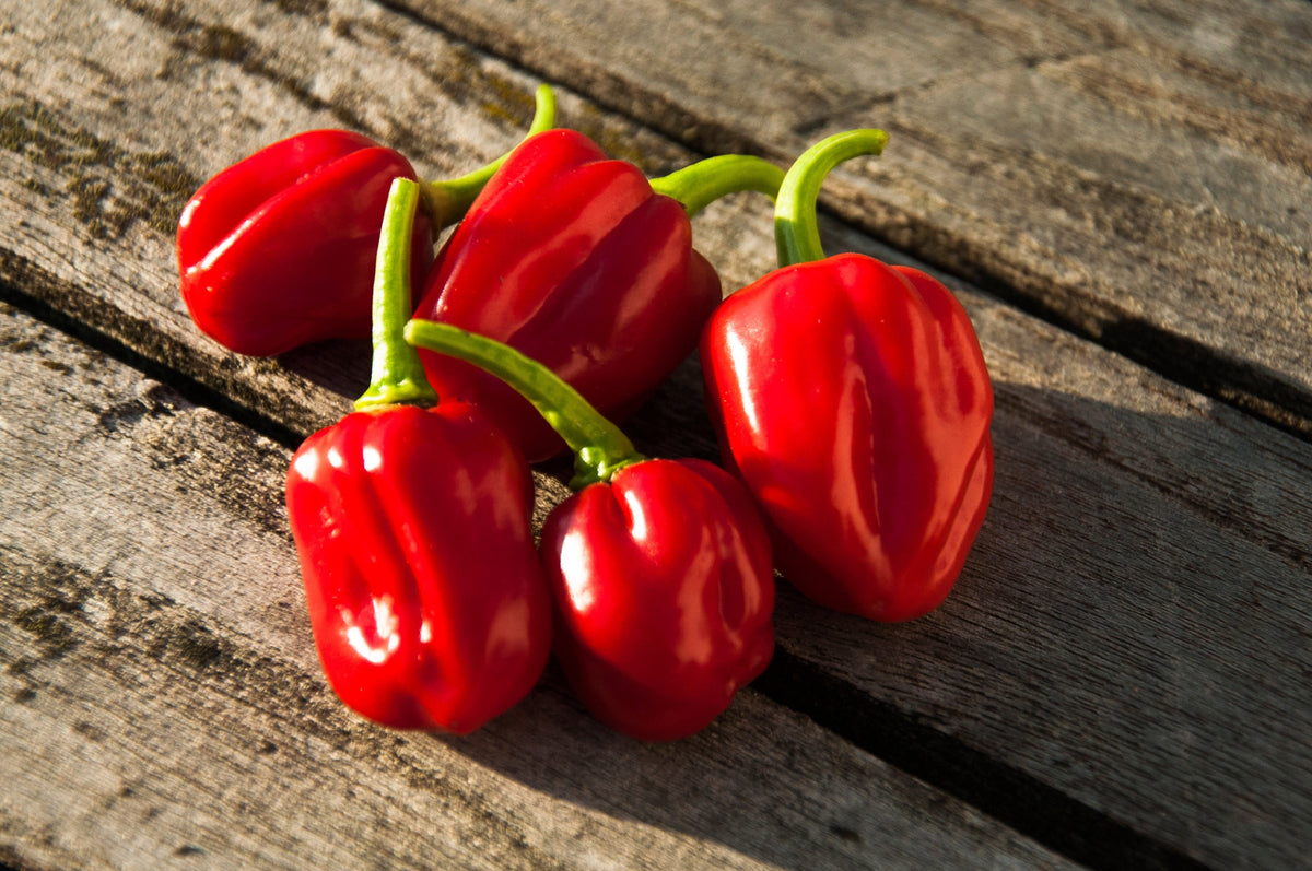 Hot Red Habanero Pepper Seeds – Capsicum Chinense Vegetable – photo 3
