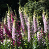 Foxglove Excelsior Mix Seeds – Digitalis Purpurea Mixed Colors Flower – photo 4
