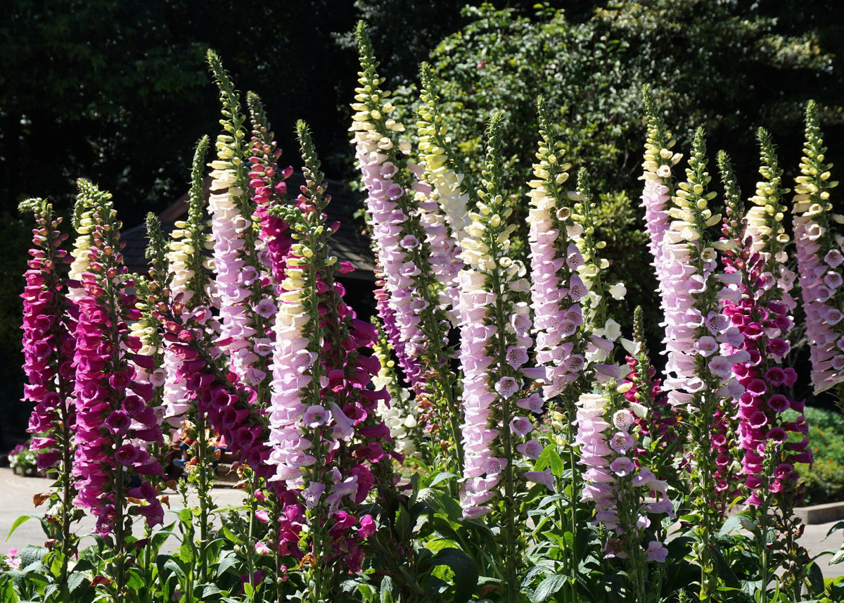 Foxglove Excelsior Mix Seeds – Digitalis Purpurea Mixed Colors Flower – photo 4