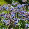 100 Blue Star BORAGE HERB Borago Officinalis Flower Seeds