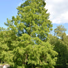 25 EUROPEAN LARCH TREE Pine Pinetree Evergreen Larix Decidua Seeds