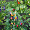 25 BOLIVIAN RAINBOW PEPPER Multi Colored Chili Capsicum Annuum Vegetable Seeds