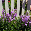 50 PINK Showy OBEDIENT PLANT (False Dragon Head) Physostegia Virginiana Flower Seeds
