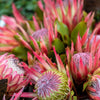 5 Giant KING PROTEA Cynaroides Sugarbush Rare 12" Flower Seeds