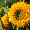 Double Dwarf Teddybear Sunflower Seeds – Helianthus Annuus Yellow Flower – photo 7