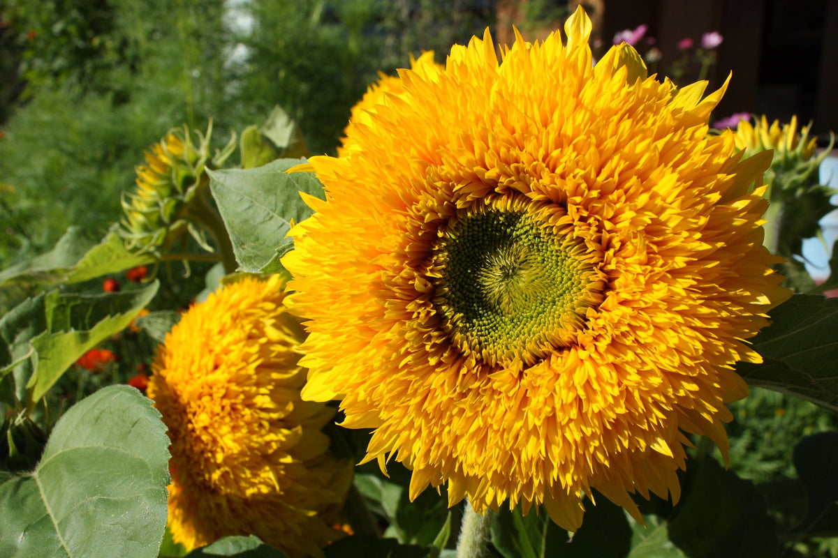 Double Dwarf Teddybear Sunflower Seeds – Helianthus Annuus Yellow Flower – photo 7