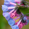 25 VIRGINIA BLUEBELLS True Blue & Pink Mertensia Virginica Flower Seeds