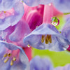 25 VIRGINIA BLUEBELLS True Blue & Pink Mertensia Virginica Flower Seeds