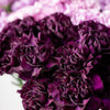 50 BLACK CARNATION King of Blacks Dianthus Caryophyllus Grenadin Double Flower Seeds