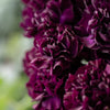 50 BLACK CARNATION King of Blacks Dianthus Caryophyllus Grenadin Double Flower Seeds