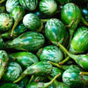 10 KERMIT EGGPLANT Green White Thai Solanum Melongena Fruit Vegetable Seeds