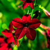 100 Red CRIMSON KING NICOTIANA (Ornamental Flowering Tobacco) Nicotiana Affinis Flower Seeds