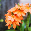 10 ORANGE MARMALADE CROSSANDRA Infundibuliformis Firecracker Flower Houseplant Seeds