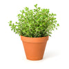 500 OREGANO Origanum Vulgare Herb Purple Butterfly Flower Seeds