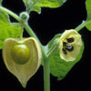 200 Organic GROUND CHERRY Physalis Pruinosa ( Golden Strawberry / Chinese Lantern ) Vegetable Seeds