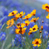 1000 GOLDEN WAVE COREOPSIS (Goldenmane Tickseed) Coreopsis Basalis Flower Seeds