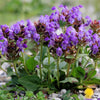 50 PAGODA MIX PRUNELLA Grandiflora Bigflower Selfheal Blue Pink etc Flower Seeds