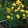 1000 DWARF Yellow CALIFORNIA Tufted POPPY Eschscholzia Caespitosa Flower Seeds