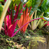 150 RAINBOW MIX SWISS CHARD Mixed Colors Beta Vulgaris Vegetable Seeds