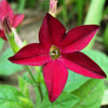 100 Red CRIMSON KING NICOTIANA (Ornamental Flowering Tobacco) Nicotiana Affinis Flower Seeds