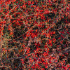 20 SILVER BUFFALOBERRY Shepherdia Argentea Red Fruit Native Bullberry Berry Shrub Seeds