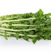 Emerald Catalogna Endive Seeds – Italian Chicory Cichorium Endivia